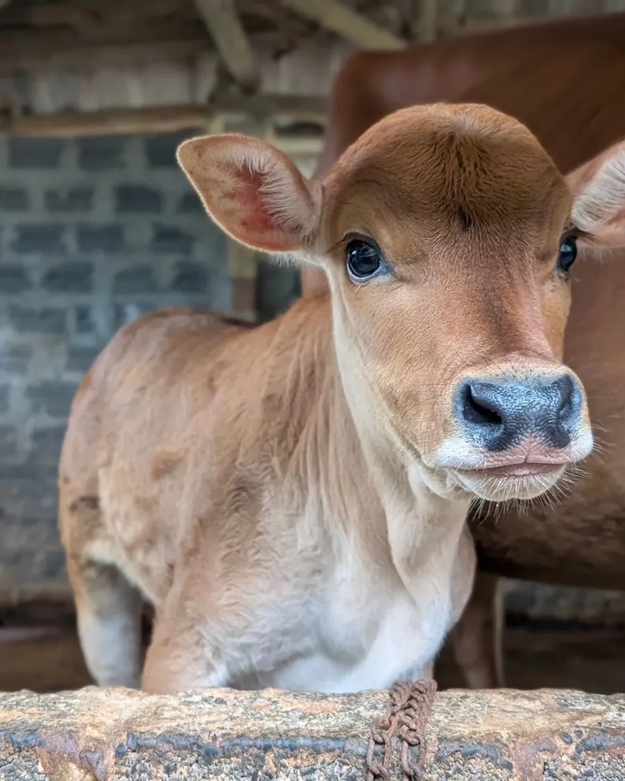 A young calf looking at the camera